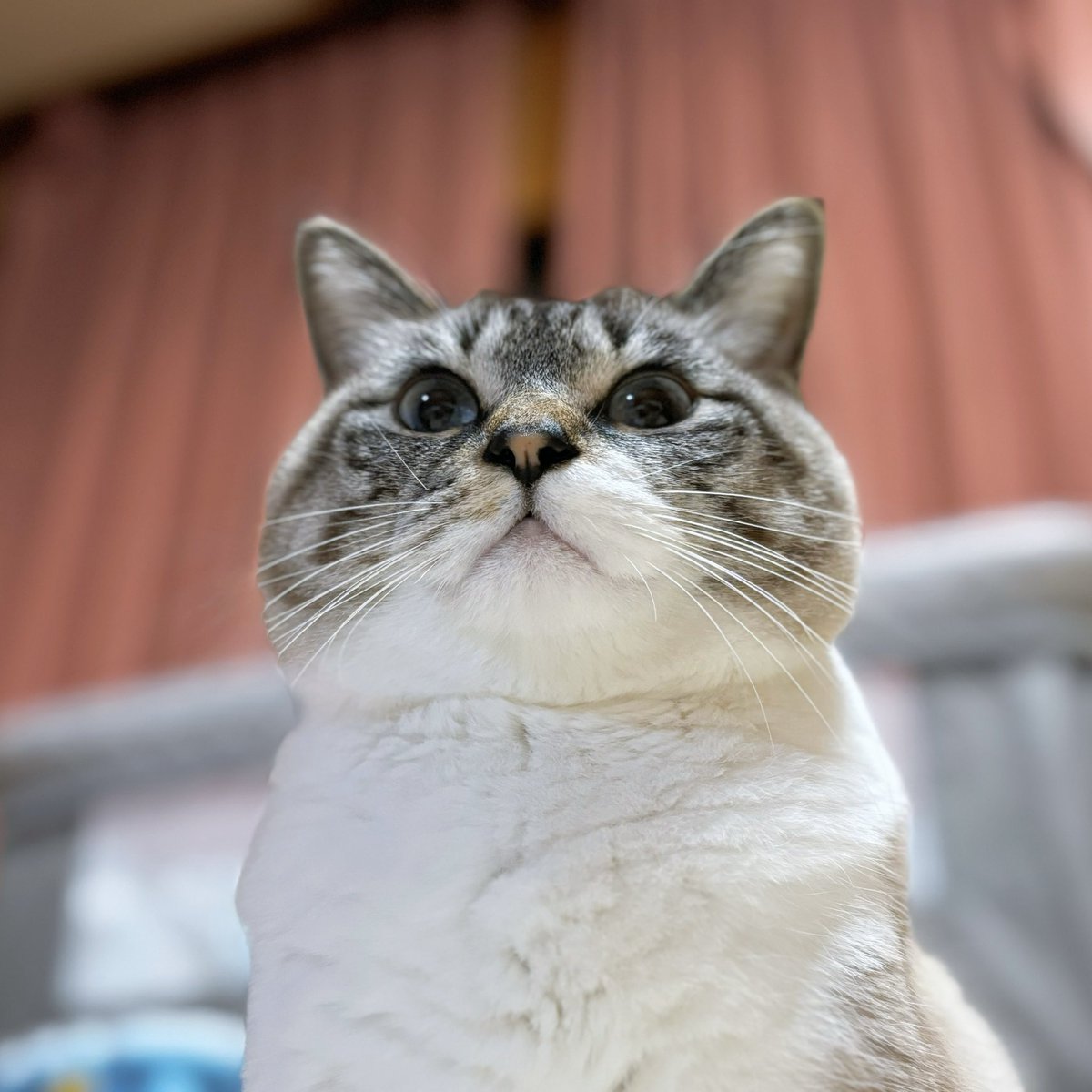 天使👼こめ (@0818kome) / Posts / X