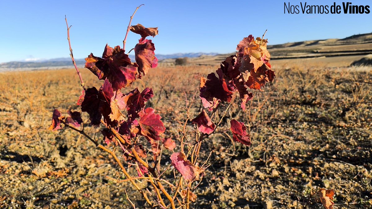 Calaterra: Cuando el suelo habla en la D. O. Calatayud nosvamosdevinos.com/calaterra-suel… <a href="/docalatayud/">Calatayud Denominación de Origen</a>