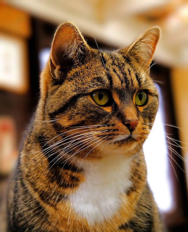 Robert Allotment cat,now helped by Janet & Amanda tweet media
