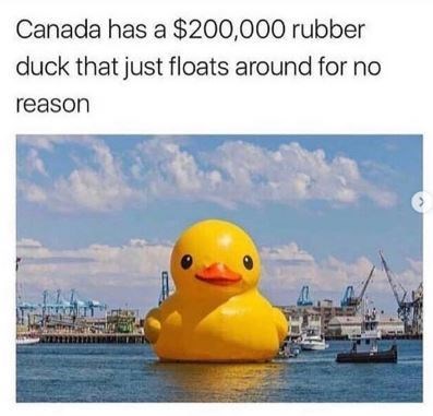 ThemMustang's tweet photo. @cuteonlyvibes This was the 3rd one, I'm Canadian do I have to battle it why not just kid nap the duck and toss it in my pond 😂 https://t.co/RsyqBLcJpl