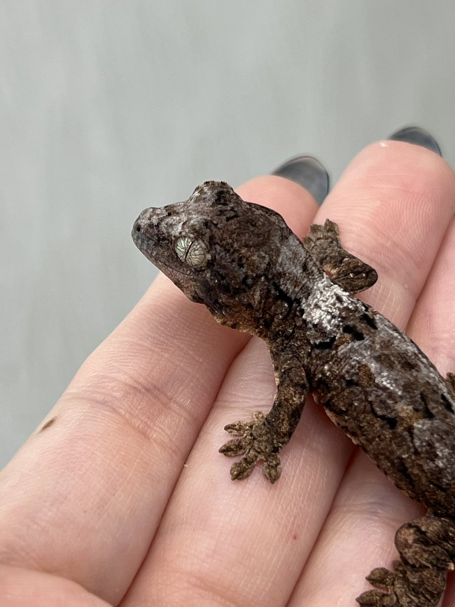 メガネ🦋/Satisfactory tweet media