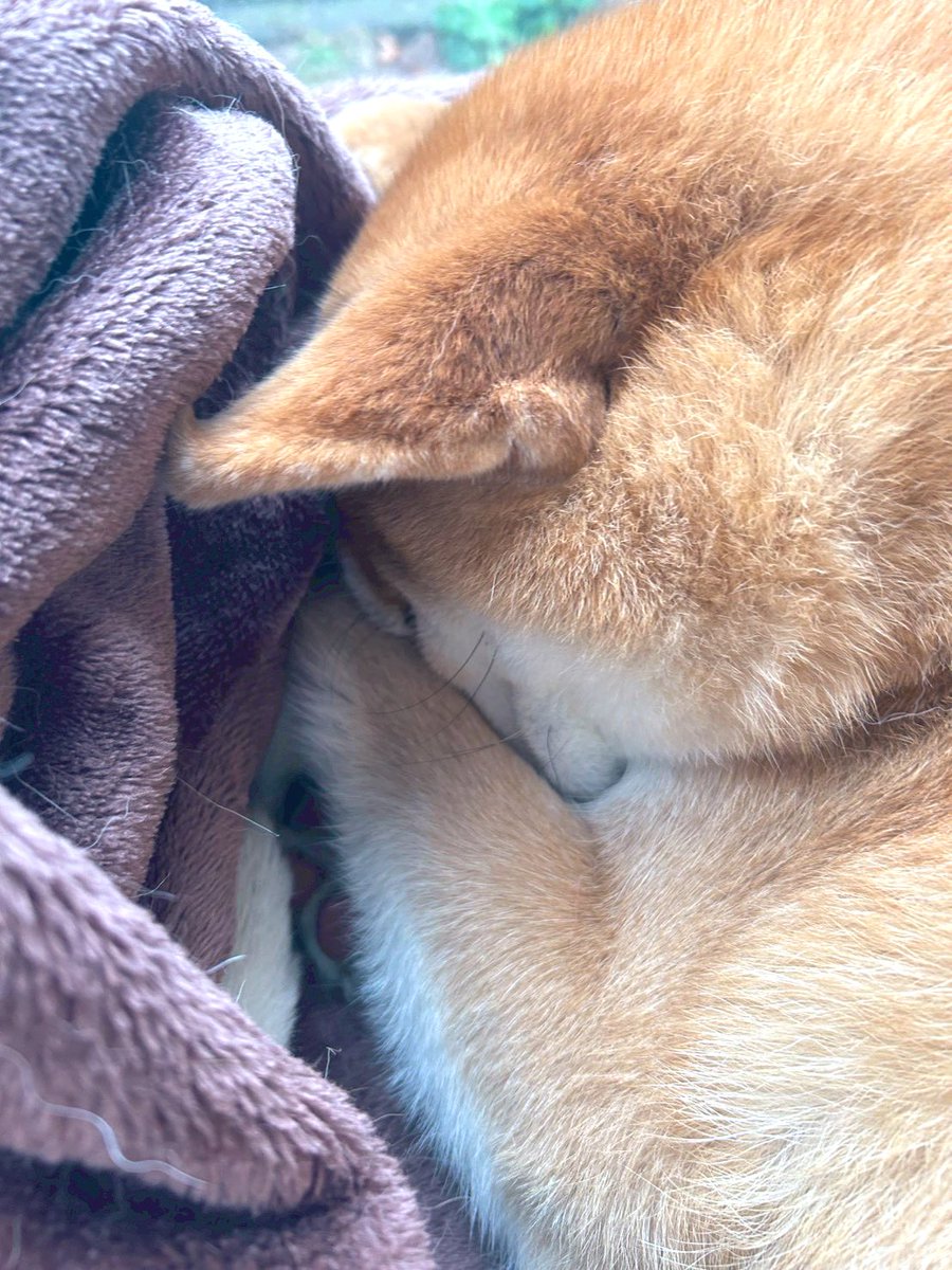 Post by 福ちゃん禄ちゃん on X: かわいい寝