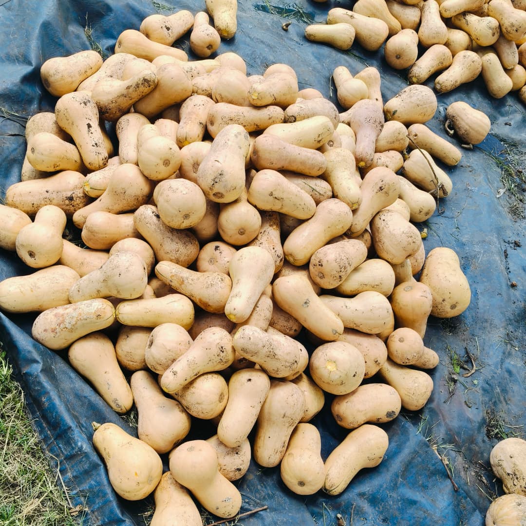 Zimbabwe Land and Agrarian Network tweet media