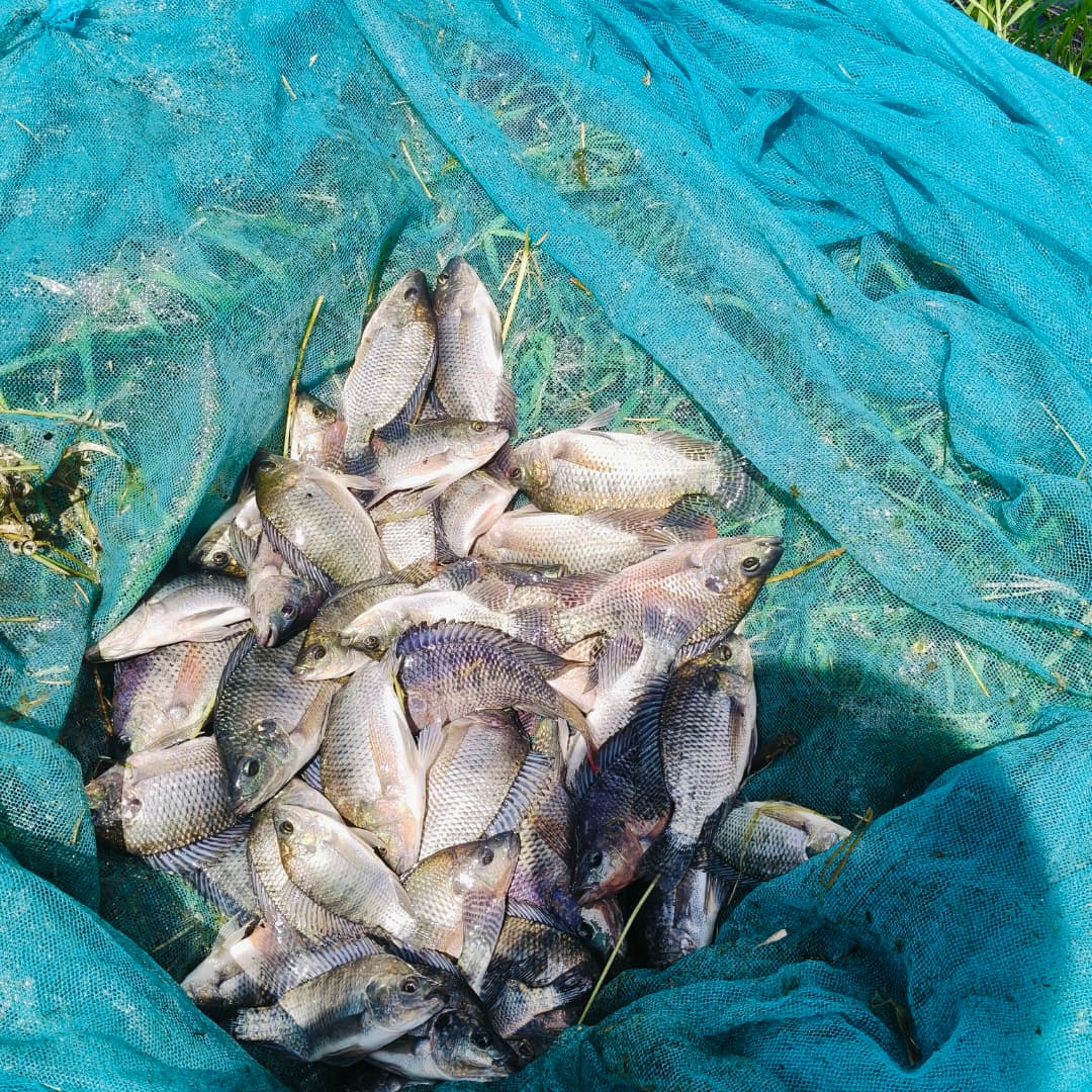 Zimbabwe Land and Agrarian Network tweet media