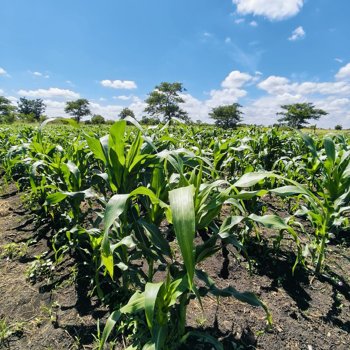 Zimbabwe Land and Agrarian Network tweet media