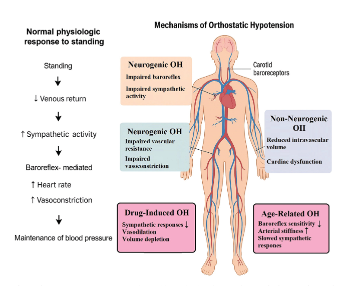 Brain & Heart - ASP tweet media