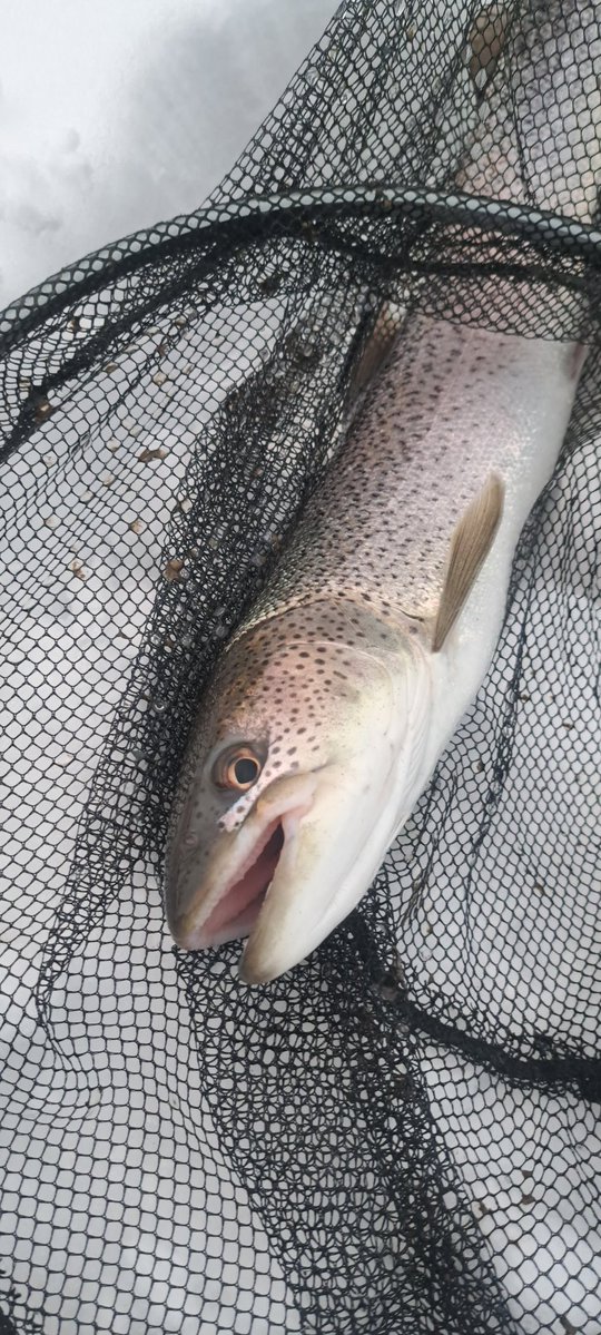 viphage's tweet image. 10分ぐらいしたら又、釣れたわ☺⁉️#がまかつ#サーモンロッド#渓流釣り#本流延べ竿釣り#北海道#イトウ#雪