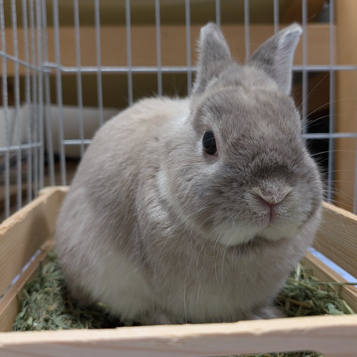 うさぎのアッシュ (@rabbit_ash0905) / Posts / X