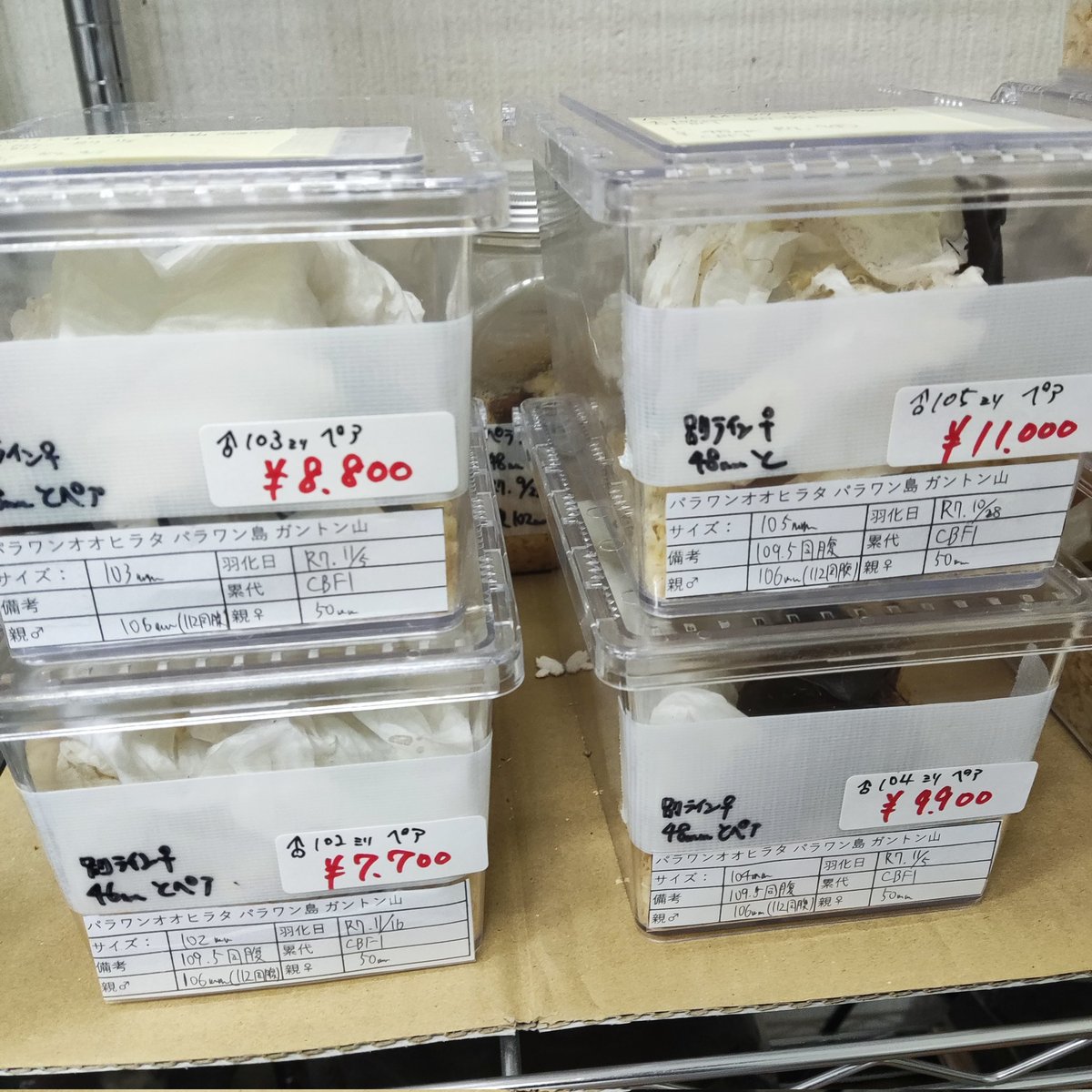 カブクワshopーMKー tweet media