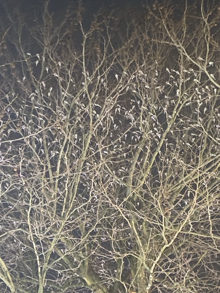 Richard Williams tweet media