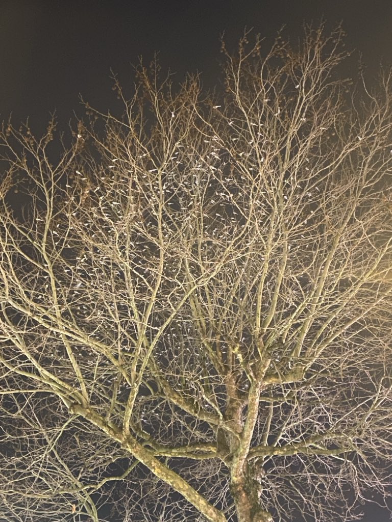 Richard Williams tweet media