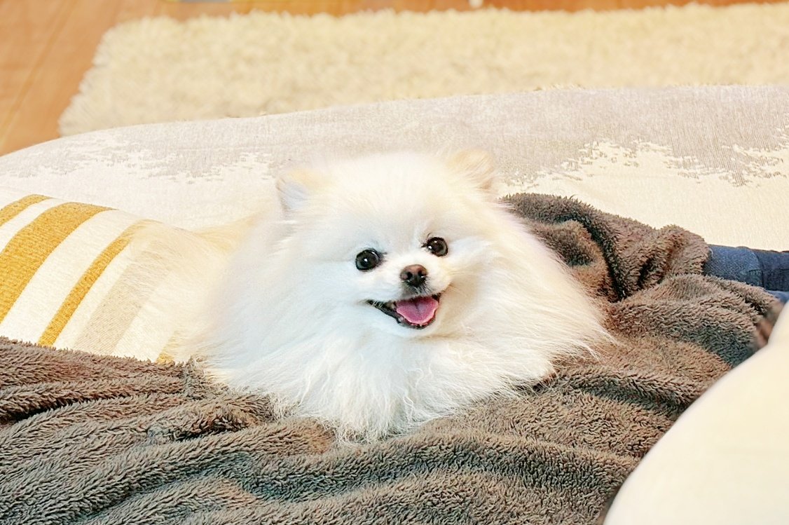 おこめ屋 (@chimaki0328) / Posts / X