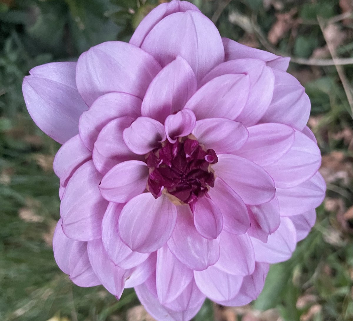TheresaPengelly's tweet photo. Happy #ThrowbacThursday from #mygarden in the Summer
#flowerphotography https://t.co/WBh7wGzaJF