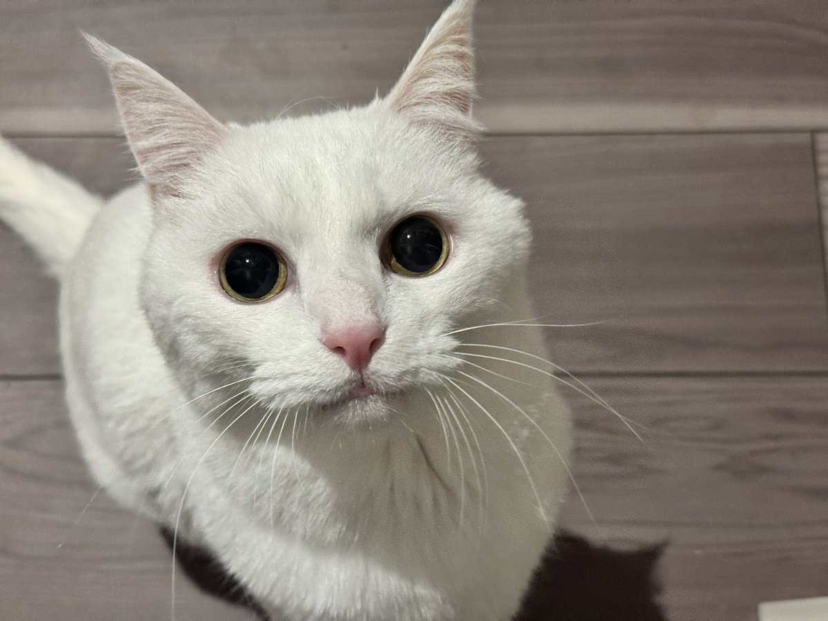 ハク様 (@hakusama0906) / Posts / X