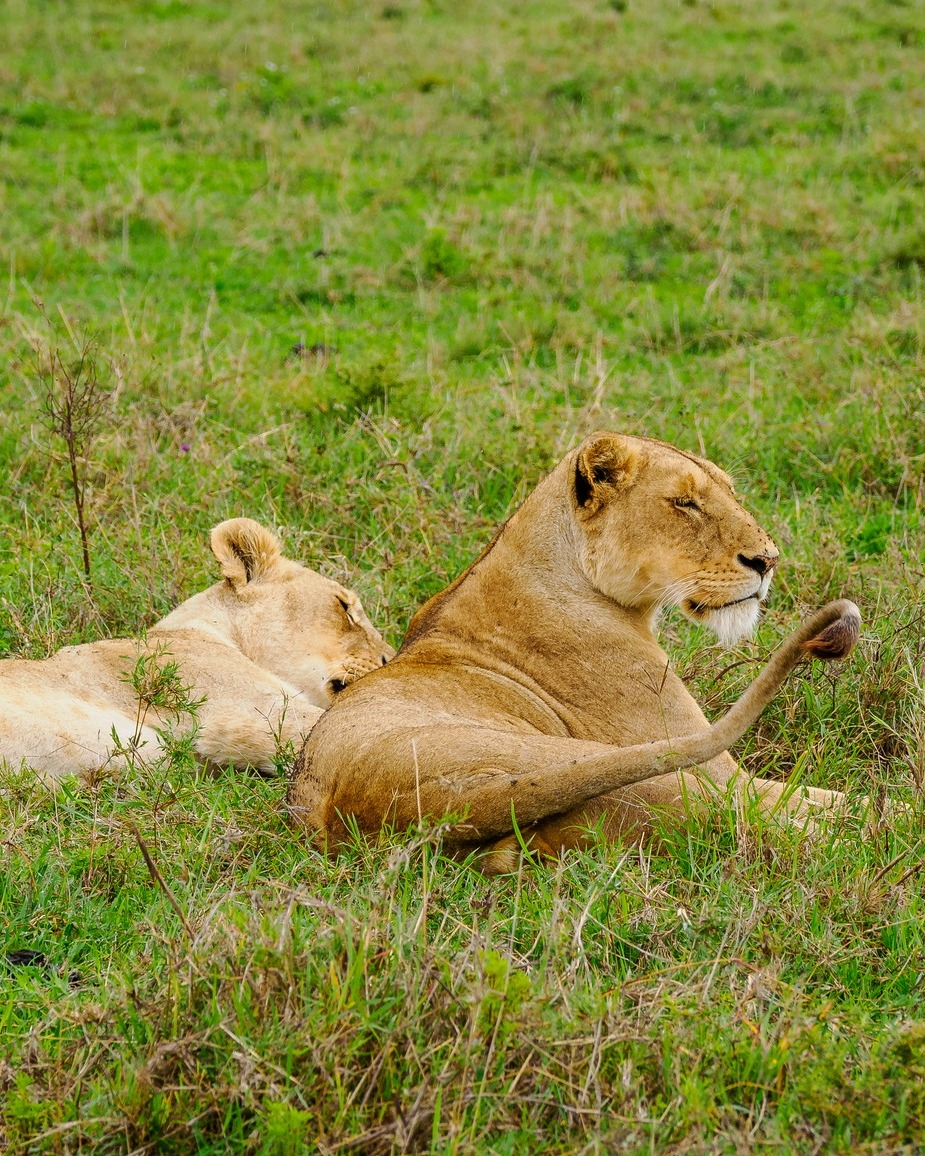 MaaExpeditions's tweet photo. Explore Ngorongoro's beauty with Maa Expeditions! 📍 Serena Lodge, Crater teems with Big Five, birds &amp; Maasai culture. UNESCO gem + Olduvai Gorge. Book Kenya/Tanzania safari: +254 0116055055 | info@maaexpeditions.com #Ngorongoro #AfricanSafari #MaaExpeditions https://t.co/NmpzUROWgI