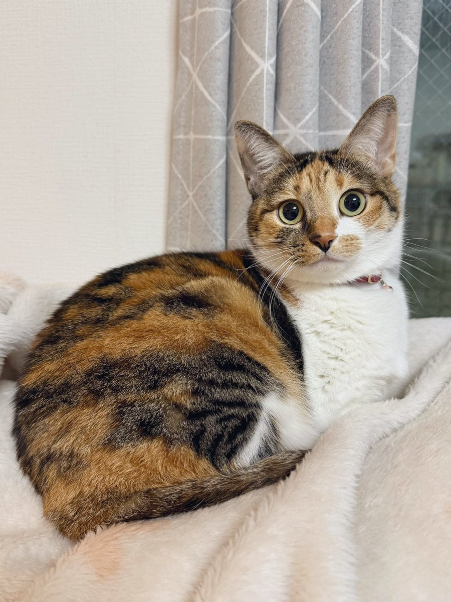 三毛猫こはくの部屋 (@mikenokohaku) / Posts / X