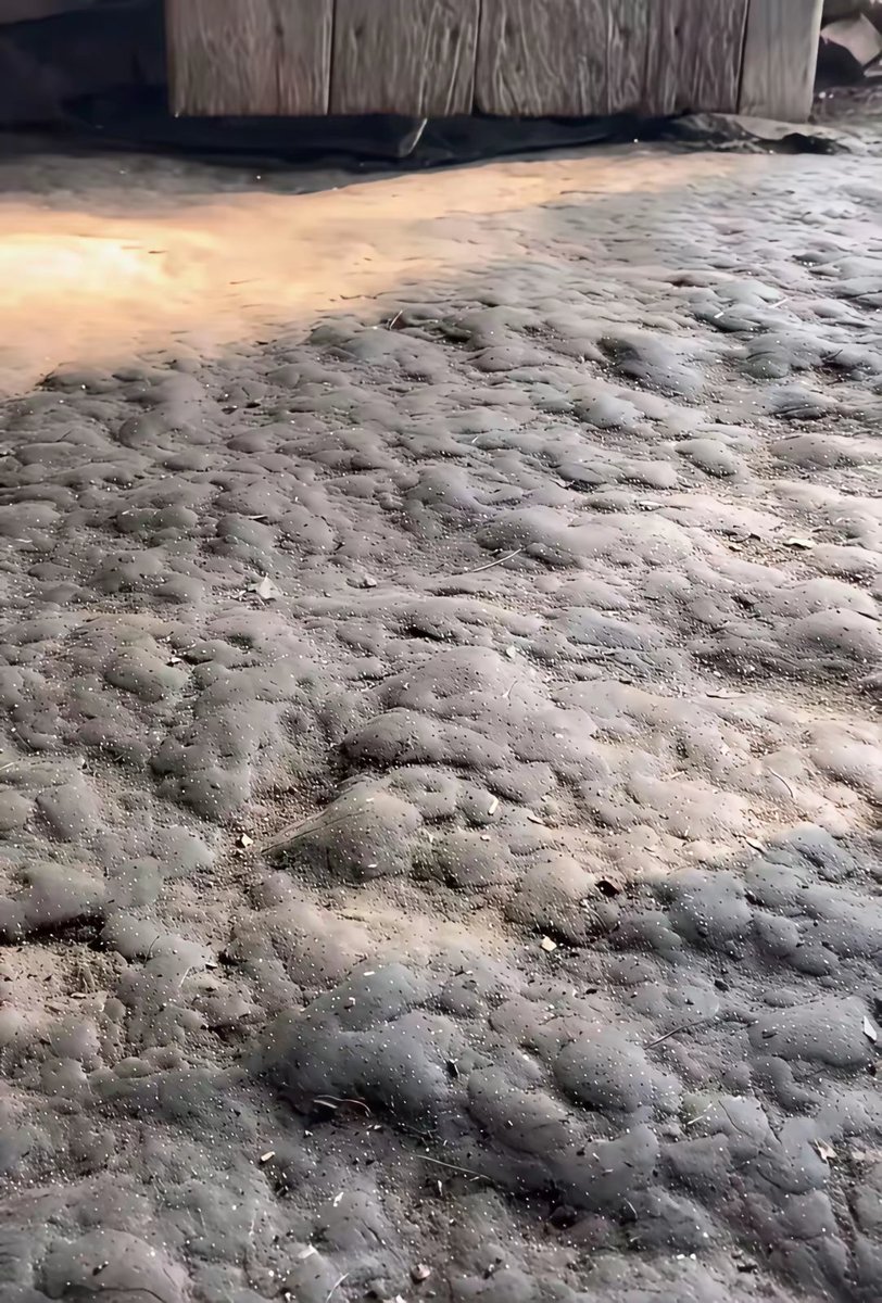 李丹 互fo tweet media