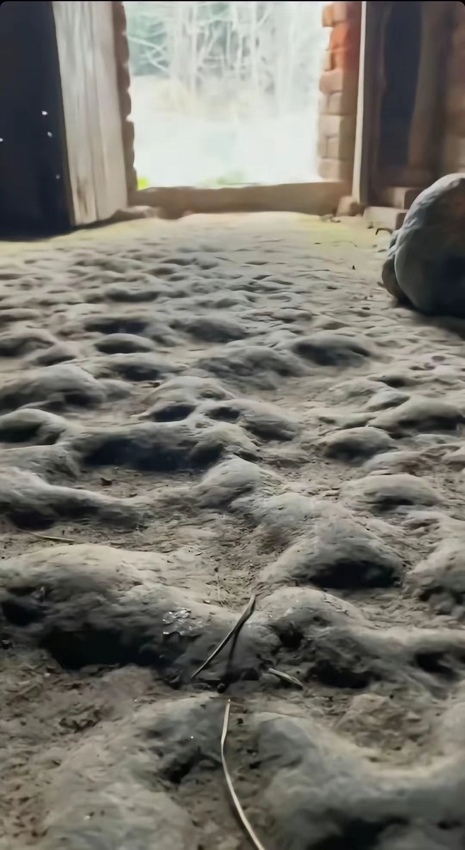 李丹 互fo tweet media