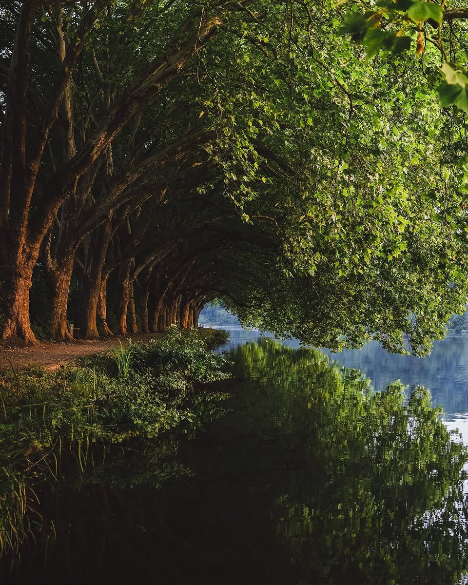 Such peaceful beauty! 🌿 The reflection of nature in calm waters captures the serenity of life. #NatureLovers #PeacefulVibes #GreenScenery #HariyaloRajasthan #NissanGravite #TMMTTrailer #AvatarOnBigScreen #hololivefesEXPO26 #KhidmatNU #HariyaloRajasthan