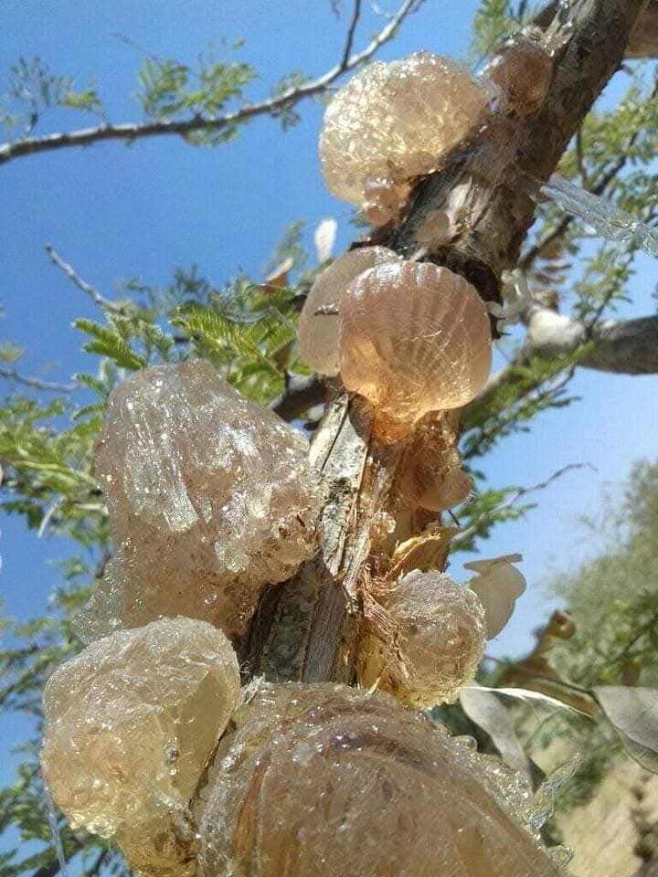 علي سالم عكعاك 𐩲𐩡𐩺𐩪𐩱𐩡𐩣𐩲𐩫𐩲𐩱𐩫 tweet media