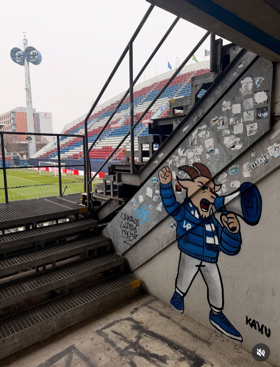 Koziołek od KaWu na stadionie Sigmy 🔥 🔵 ⚪