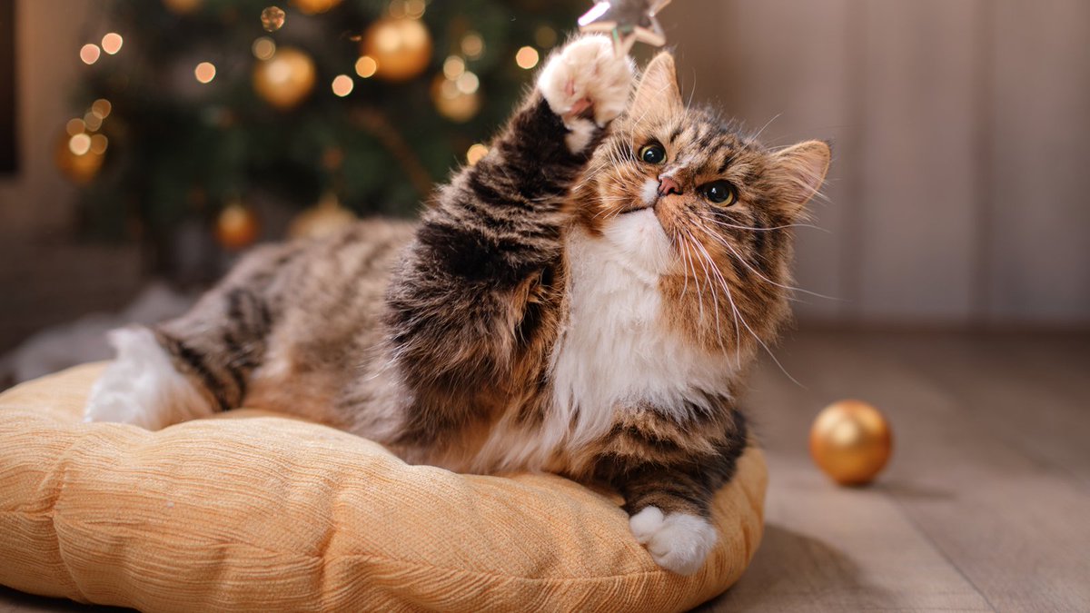 Millpledge Veterinary tweet media