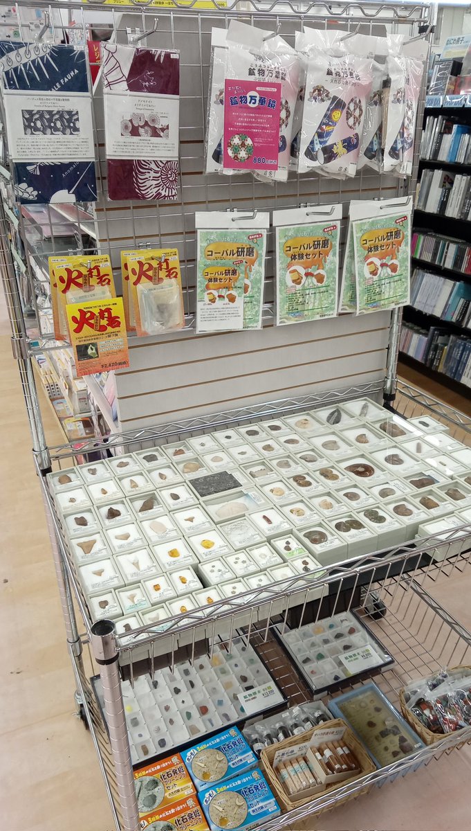 🌈#文真堂書店 ゲオ倉賀野店🌈
　　　　🌋化石・鉱物フェア🌋
アンモナイトやマンモスの体毛あります🍖
ダイヤモンドあります💎
タイガー・アイやひすいのまがたまステキ✨