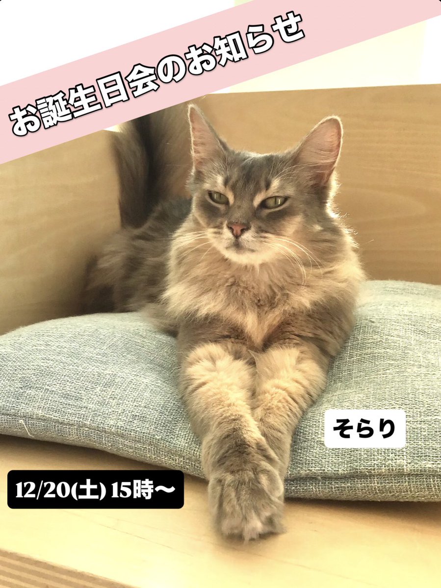 ブライアベリー　ネコ スパルニャンエックス 〜ベリーがベリーベリー大好き武道猫さんremix