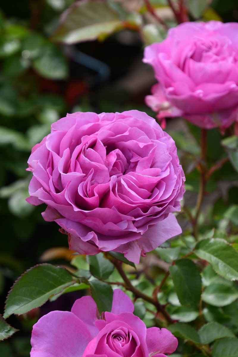 バラの家 公式本店 Rosa Orientis (@rosa_orientis) / Posts / X