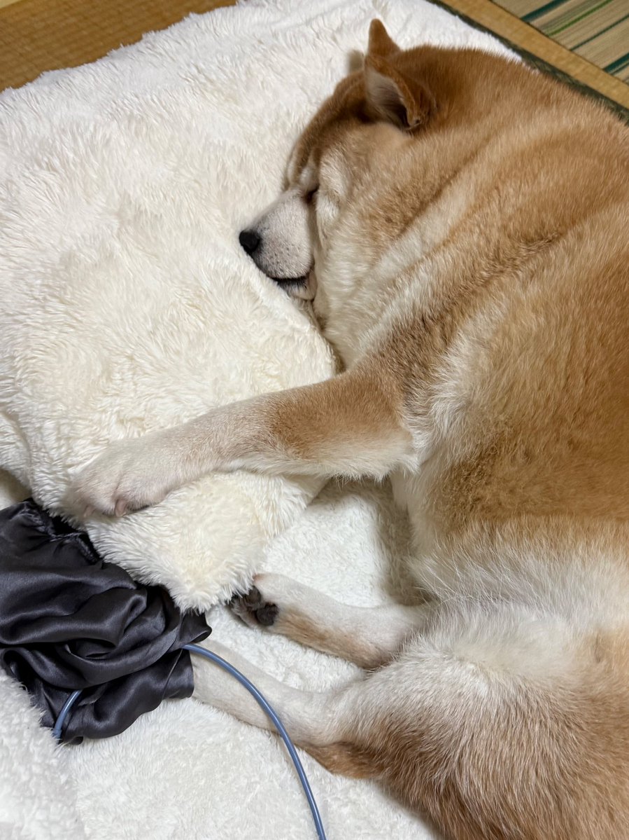 更に枕にしてもふもふ_(:3｣∠)_したい