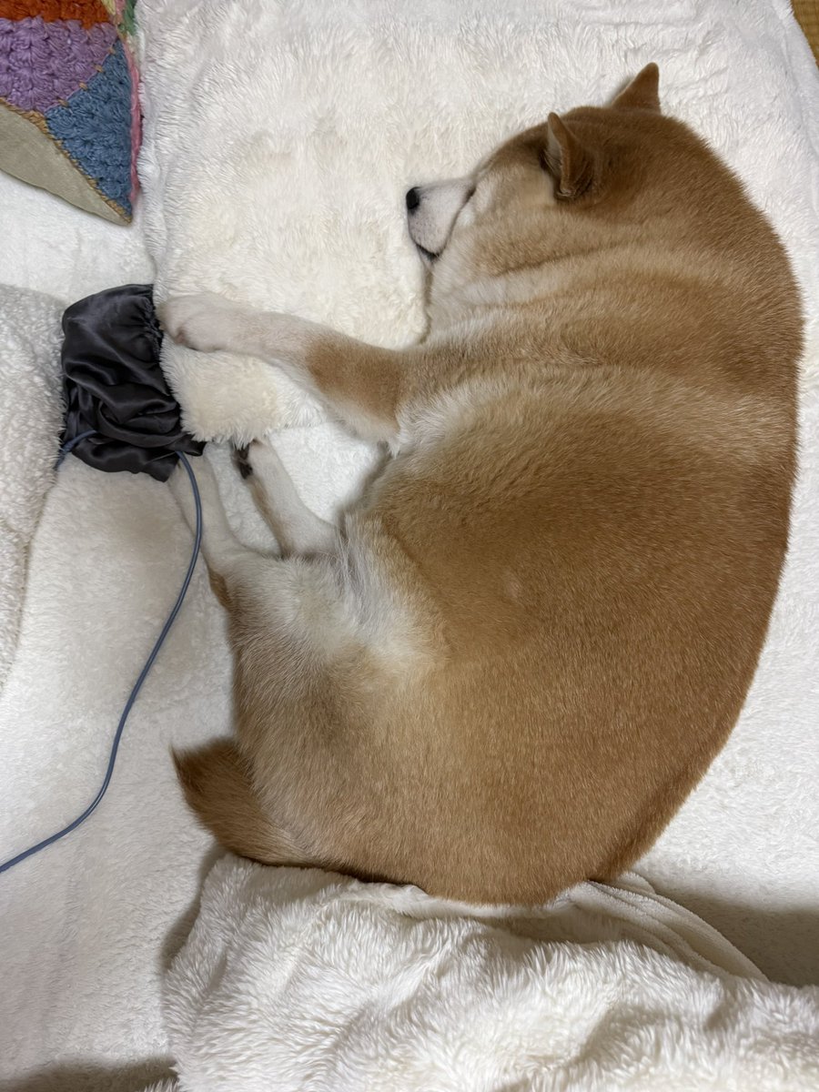 更に枕にしてもふもふ_(:3｣∠)_したい