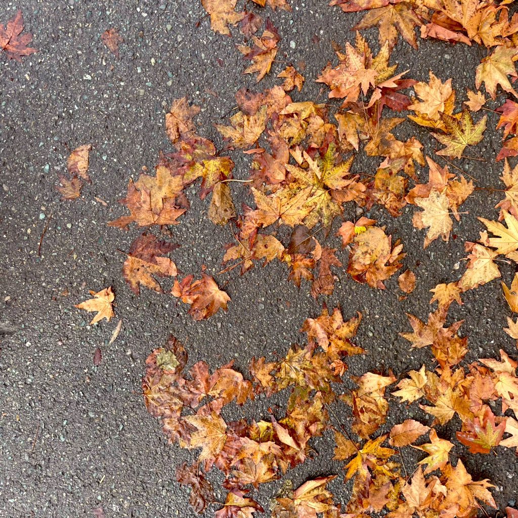 پارمیس tweet media