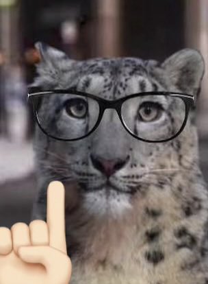 When it rains, it paws