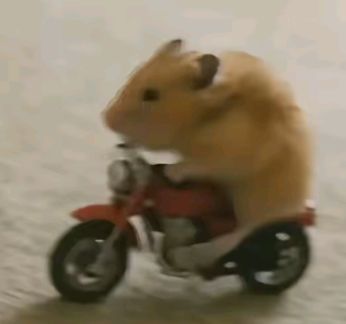 TweetsOfHamster's tweet image. 🛵