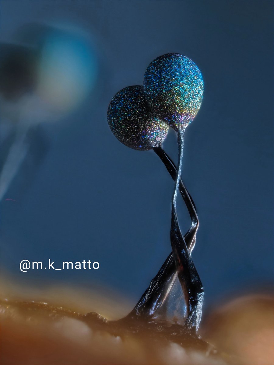 【Xフォロワー1000人達成記念💐プレゼント企画💐】

粘菌界のアイドル"ルリホコリ"をモチーフにした
「ruri オブジェ」1名様にプレゼント🎁

【応募条件】
☑️<a href="/sizle_s_m/">sizleシズル/粘菌作家</a> をフォロー
☑️この投稿をいいね&amp;リポスト
☑️リプ欄に応援コメントで当選率2倍⤴️

12/24(水)23:59〆切🫶
詳細はリプ欄にて✅👇