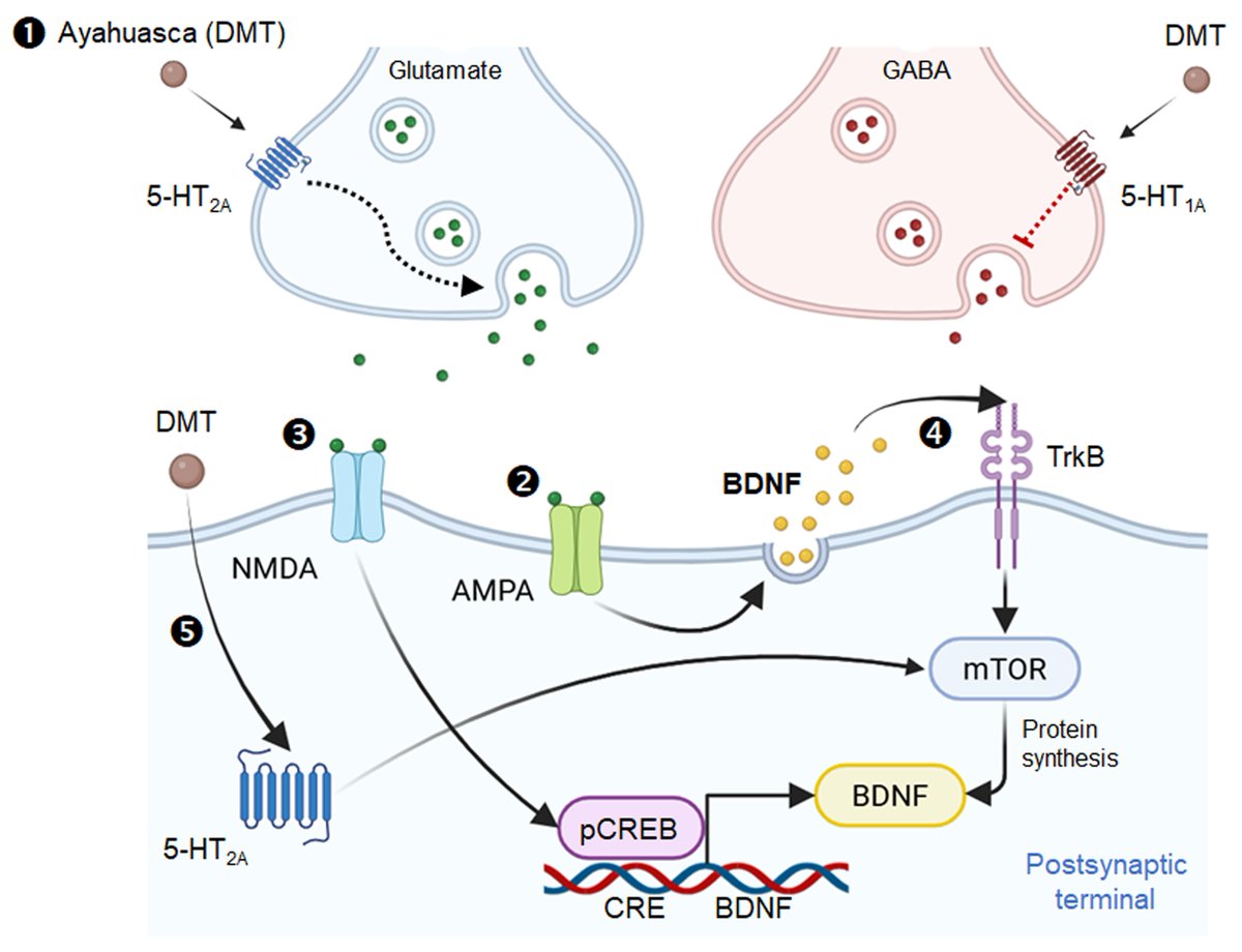 Bertoglio lab (FMC/UFSC) tweet media
