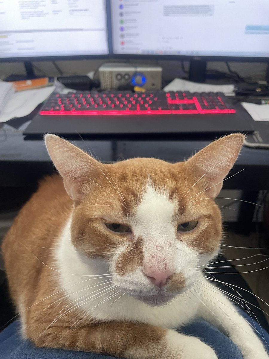 mcbprdn's tweet image. Показываю вот кота