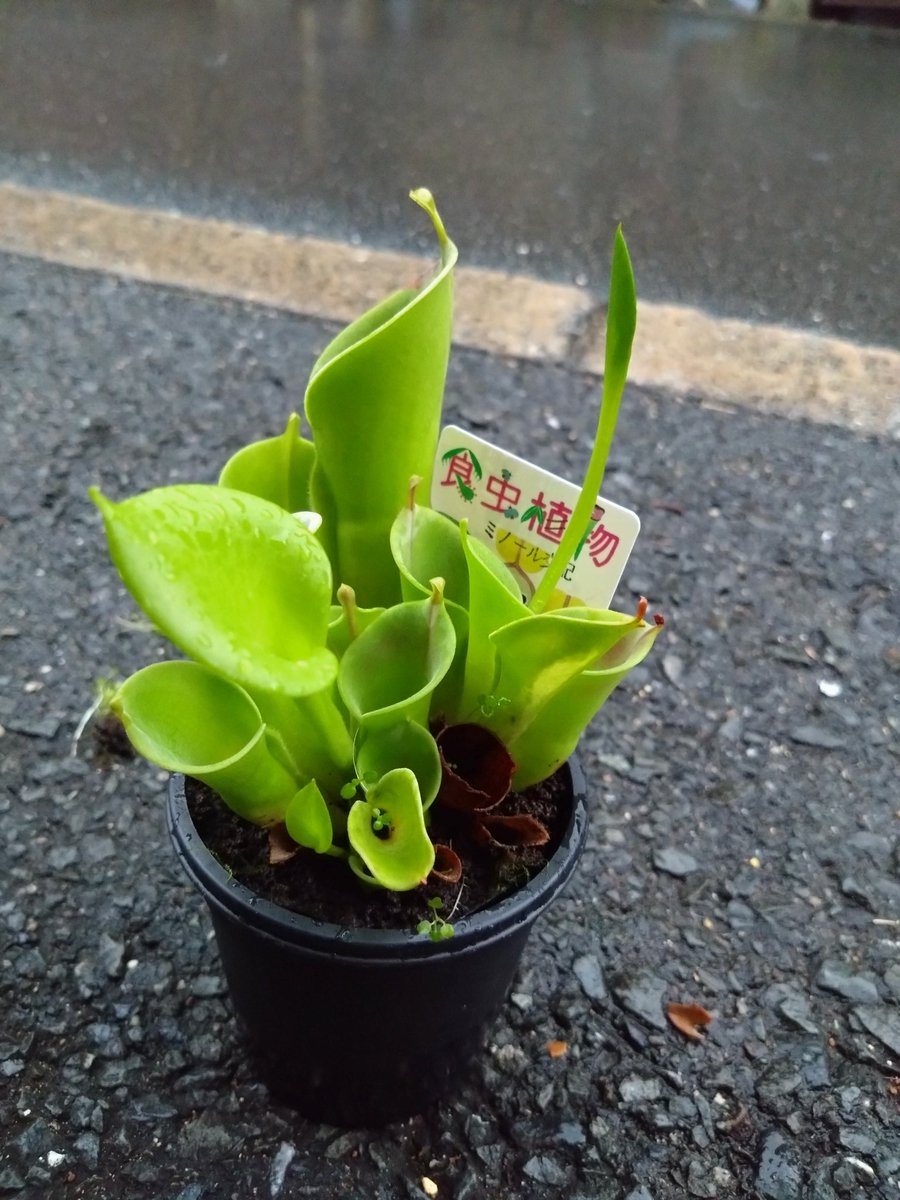 ヘリアンフォラ　Heliamphora 交配種 ヘリアンフォラ ミノール交配種 こんな時期に新芽が細長く伸びてきまし