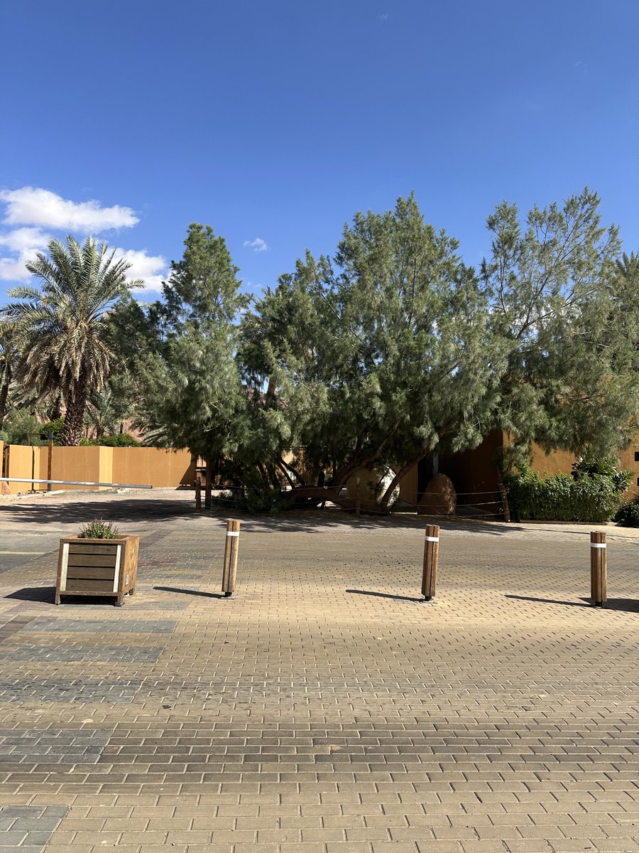 معاذ tweet media