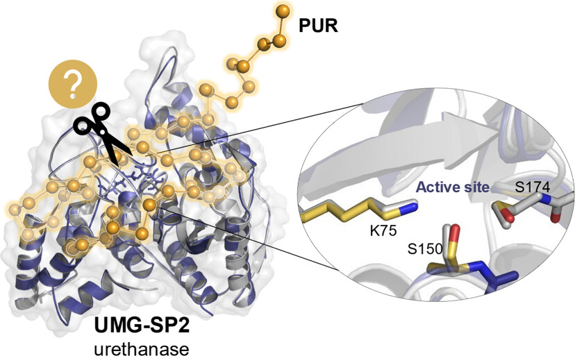 CICbiomaGUNE's tweet image. 🚨 𝐑𝐞𝐬𝐞𝐚𝐫𝐜𝐡 𝐇𝐢𝐠𝐡𝐥𝐢𝐠𝐡𝐭 🚨

💡Insights into the Catalytic Activity of a Metagenome-Derived Urethanase

📄 Journal of the American Chemical Society

👉 doi.org/10.1021/jacs.5…

#PolyurethaneDegradation #Biocatalysis
