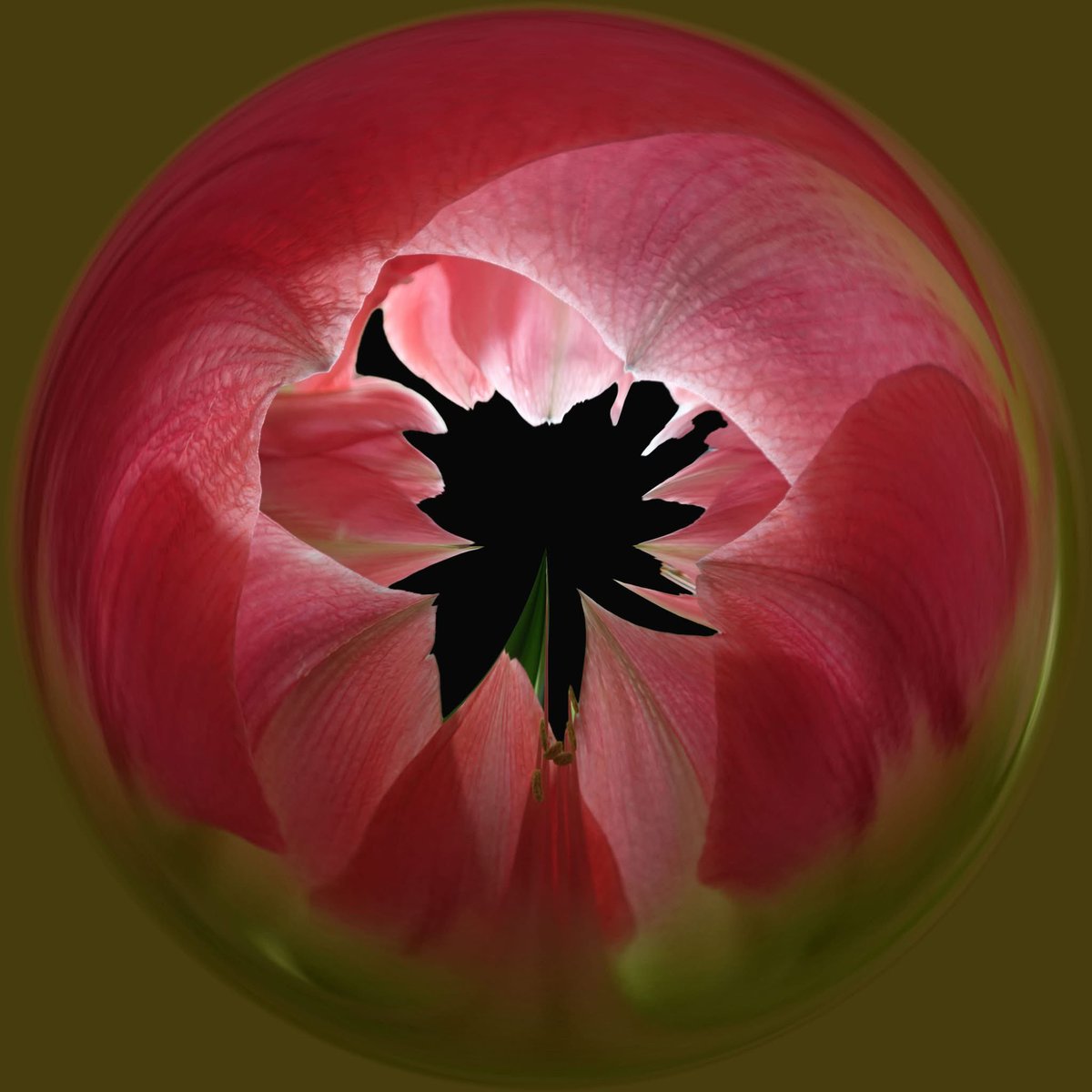 pellynut's tweet image. First is a foxglove orb, second an amaryllis orb.  As you can see, I’ve been playing in Photoshop, I think the amaryllis looks a bit sinister.