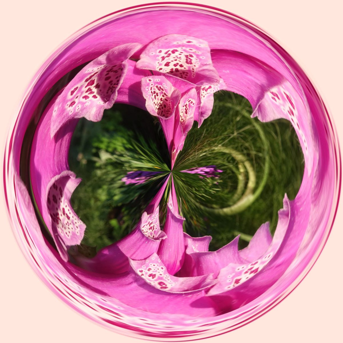 pellynut's tweet image. First is a foxglove orb, second an amaryllis orb.  As you can see, I’ve been playing in Photoshop, I think the amaryllis looks a bit sinister.