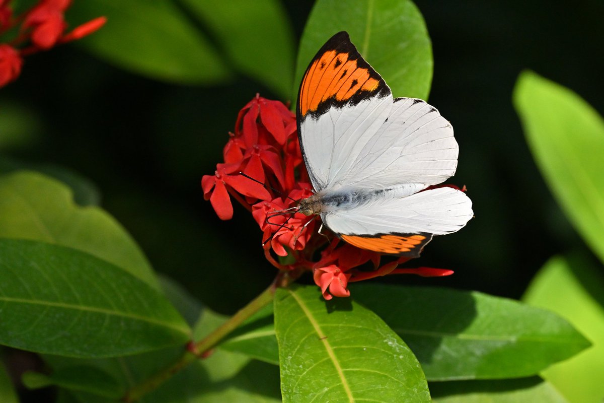 🇯🇵Koriel🇺🇦 (@FEFE2F801F90FM2) / Posts / X