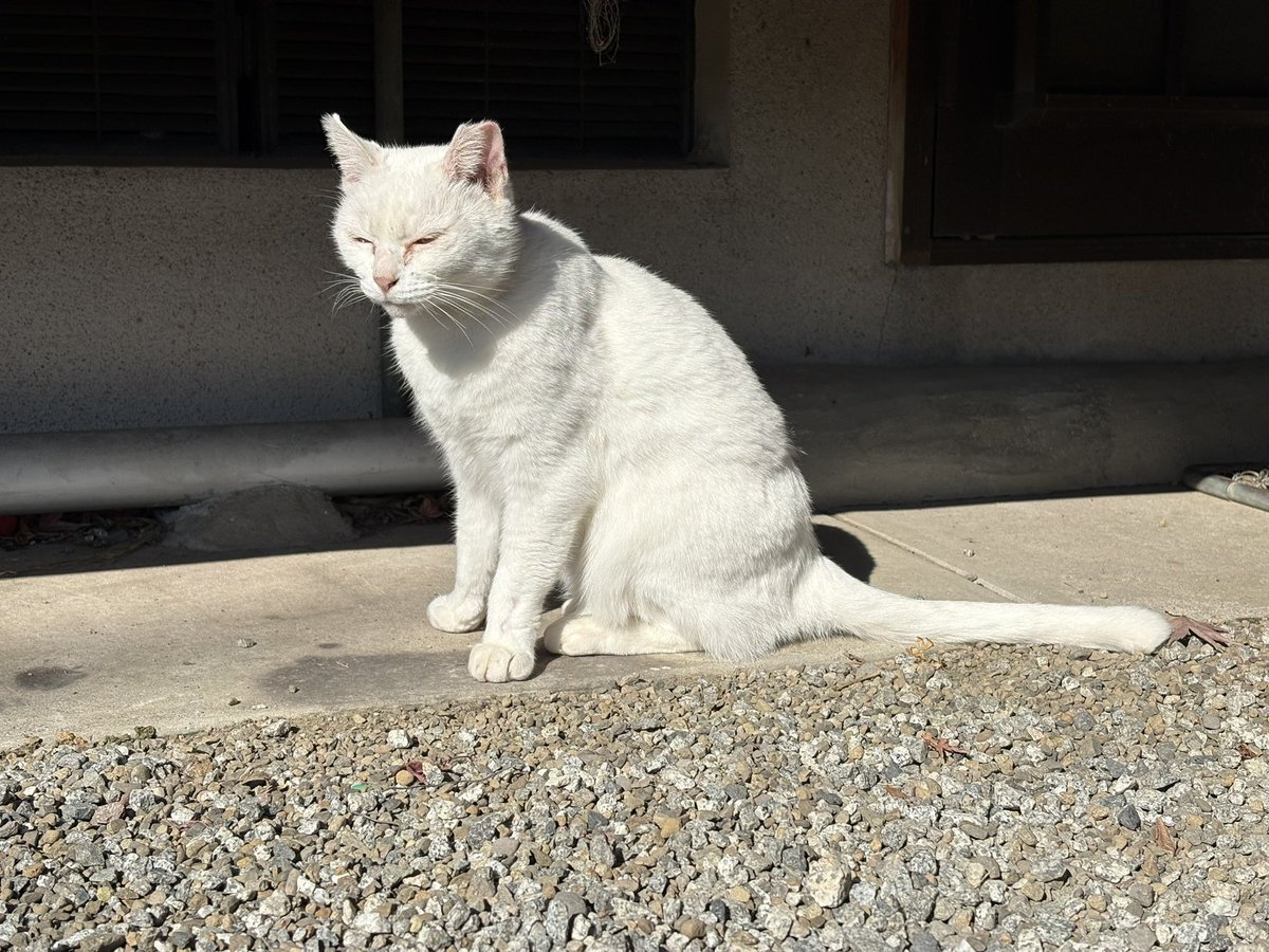 オサシミページ 仕様表：ZX1 series ZX1R｜REGZA<レグザ>