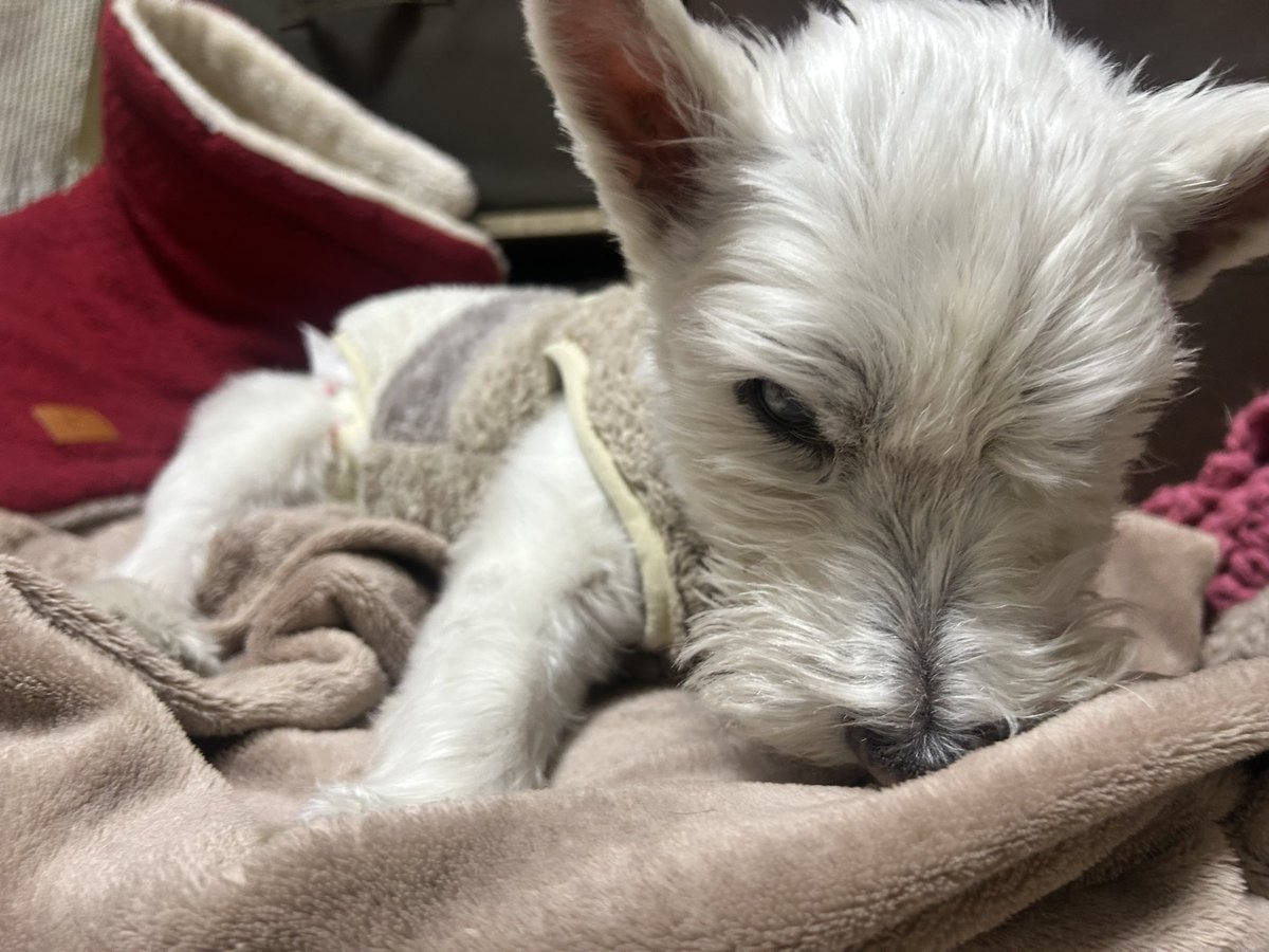 ちーちゃんですけどもっ第3巻予約発売中です❗️ (@ymc_cheezu