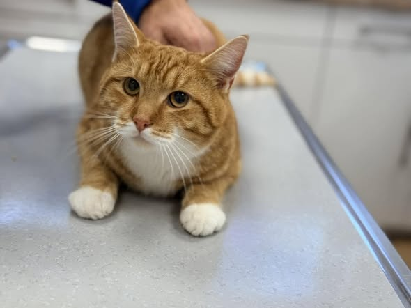 yolandaschultes's tweet photo. Jossa 36391
Junger Kater in einer verschlossenen Plastiktüte im Wald gefunden
Kopie: Verantwortung Leben e.V.
Fundkater in Jossa im Wald gefunden
Dieser wunderbare junge Kater wurde in einer geschlossenen Plastiktüte im Wald bei Jossa gefunden.
Der Finder hat ihn zu uns gebracht.
Der Kater befindet sich aktuell in 36154 Hosenfeld. Er ist nicht kastriert oder gekennzeichnet.
Wer Hinweise zu diesem Kater geben kann oder ihn vermisst, meldet sich bitte unter:
 0173 6543210
Vielen Dank für jede Unterstützung!
