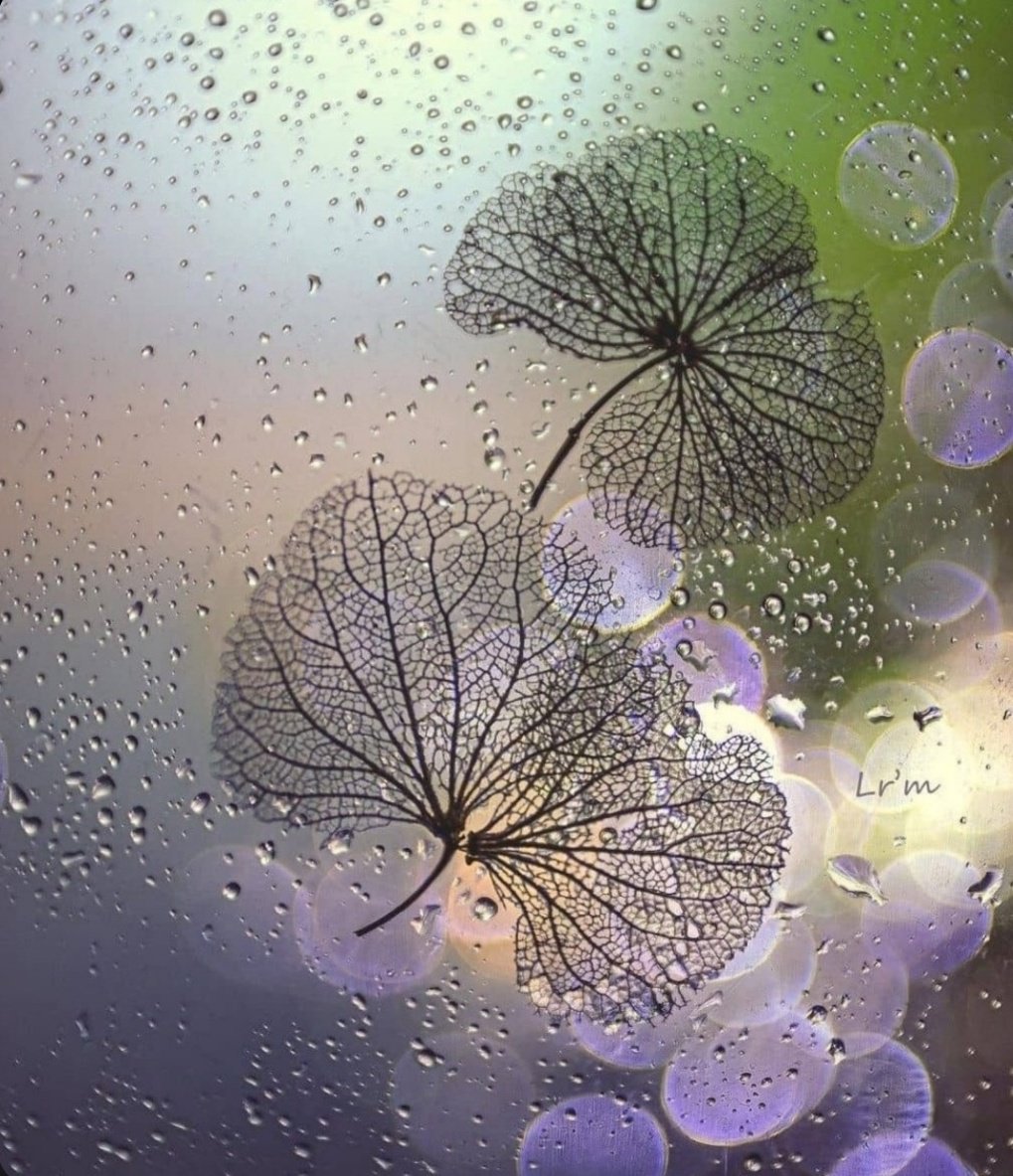 Miep51082958's tweet image. #Fragile  #Macro