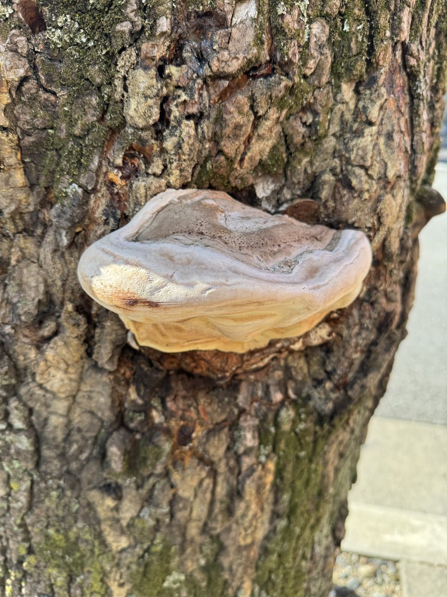 Post by 🐢せいちん🐍Steam𝐅𝐫𝐢𝐞𝐧𝐝募集中🦎 on X: 猿の腰掛け？