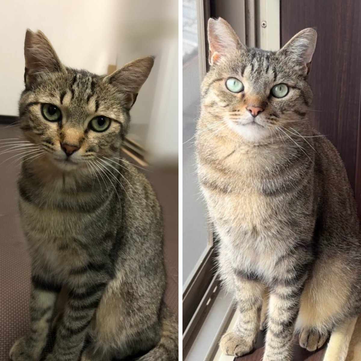 めろぷり (@mero627puri914) / Posts / X