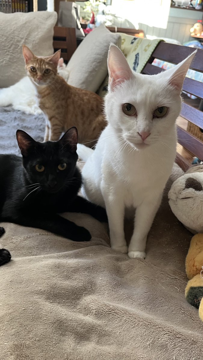 SUIREN (@SUW01360759) / Posts / X